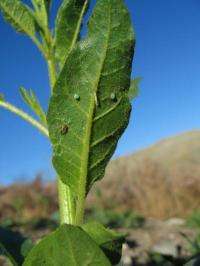 Lethal backfire: Green odor with fatal consequences for voracious caterpillars