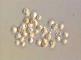'Little brown balls' tie malaria and algae to common ancestor