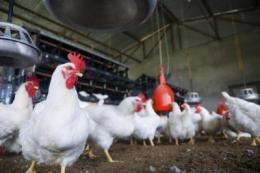 Little melamine appears in eggs from chickens on highly contaminated feed