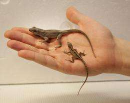 Lizard moms choose the right genes for the right gender offspring