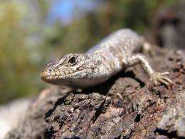 Lizard sex linked to climate