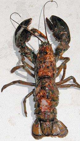 Lobster dieoffs linked to chemicals in plastics