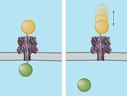 Lollipops and Ice Fishing: Molecular Rulers Used to Probe Nanopores