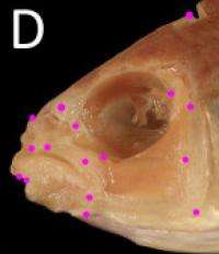 Lopsided fish show that symmetry is only skin deep