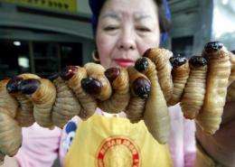 Lovely grubs ready for cooking in Bangkok