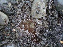 Low concentrations of oxygen and nutrients slowing biodegradation of Exxon Valdez oil
