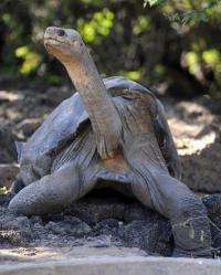 Malaysian authorities have seized hundreds of critically endangered smuggled live Madagascan tortoises