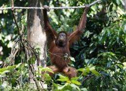 Malaysian experiment releases 3 orangutans in wild (AP)
