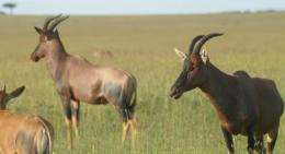 Male antelopes deceive females to increase their chances of mating