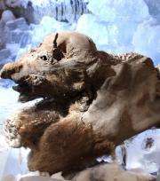 Mammoth Khroma is seen in March 2010 in Yakutsk