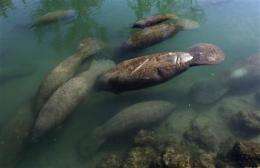 Manatees paddle to warm water to escape Fla. chill (AP)