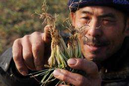 Many Chinese farmers are concerned drought will spell disaster for crops when spring arrives