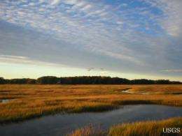 Many coastal wetlands likely to disappear this century