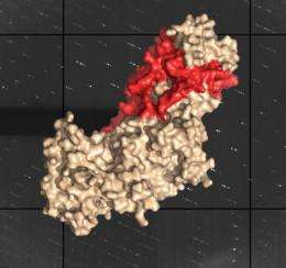 Map of herpes virus protein suggests a new drug therapy