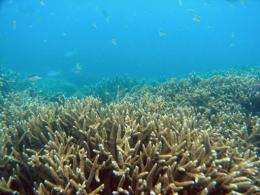 Marine experts say the Great Barrier Reef was bound to have been harmed by Yasi's blistering winds