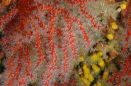 Marine protected areas conserve Mediterranean red coral