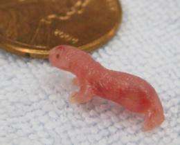 Marsupial embryo jumps ahead in development