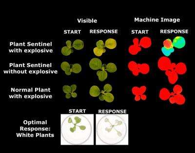 Biologists produce plants that detect environmental contaminants, explosives (w/ Video)