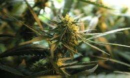 Medical marijuana to be OK in some VA clinics (AP)