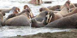 Melting sea ice forces walruses ashore in Alaska (AP)