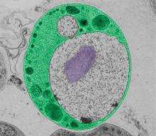 Membrane-coat proteins: Bacteria have them too