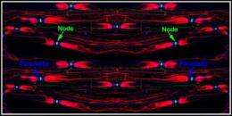 Membrane molecule keeps nerve impulses hopping