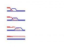 Method of DNA repair linked to higher likelihood of genetic mutation