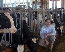 Mice help researcher study how cow's diet affects milk-fat content