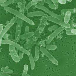 Microbes produce fuels directly from biomass
