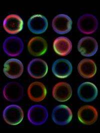 Microfluidic device rapidly orients hundreds of embryos for high-throughput experiments