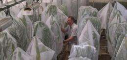 Miscanthus, a biofuels crop, can host western corn rootworm