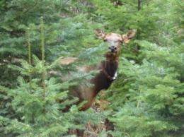 Modeling study identifies characteristics of high elk-use areas in western Oregon, Washington