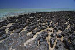 Modern stromatolites at Shark Bay, WA