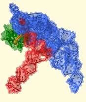 Molecular fossil: Crystal structure shows how RNA, one of biology's oldest catalysts, is made