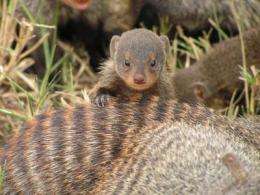 Mongoose traditions shed light on evolution of human culture