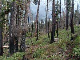 More frequent fires could aid ecosystems