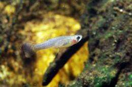 More than 31 freshwater species have 'moved' to Galicia over past century