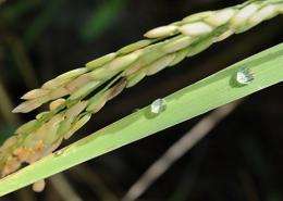 Morning dew gathering on rice leaves at a farm