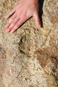 Morrison Natural History Museum discovers baby sauropod tracks