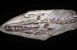 Mosasaur fossil at Natural History Museum of L.A. County re-explores 85-million-year-old sea monster