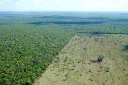 Most new farmland comes from cutting tropical forest, says Stanford researcher