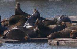 Most sea lions gone from Ore. coast (AP)