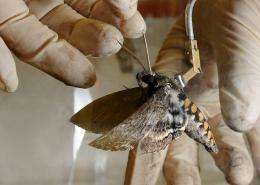 Moths Tell Us How Organisms Use Resources