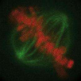 Movies for the human genome: Scientists identify the genes involved in cell division in humans
