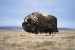 Musk ox population decline due to climate, not to humans, study finds