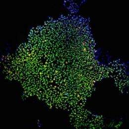 Mutations found in human induced pluripotent stem cells