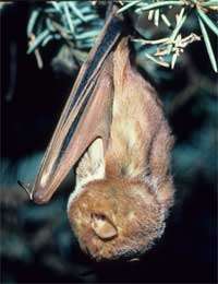 Mysterious disease killing off the local bat population