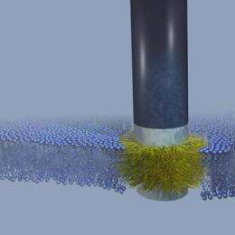 Nanoscale 'stealth' probe slides into cell walls seamlessly, say Stanford engineers