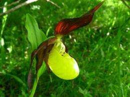 Natural reforestation in southern Pyrenees favors orchid