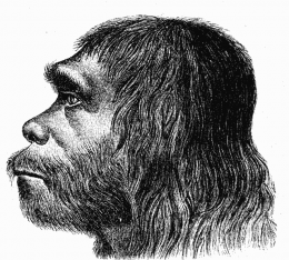 Neanderthal faces were not adapted to cold
